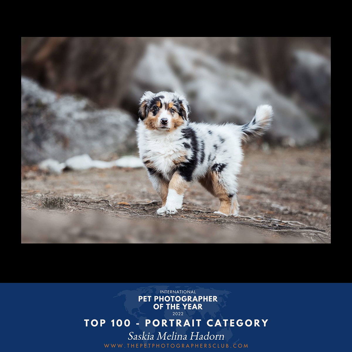 Pet Photographer of the Year Award 2022, Category Portrait, Top 100